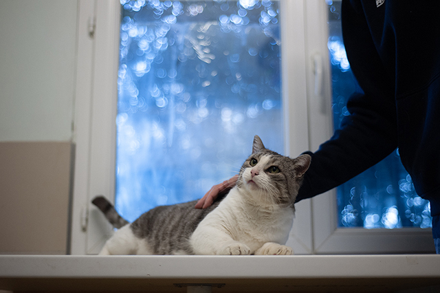 Kedi