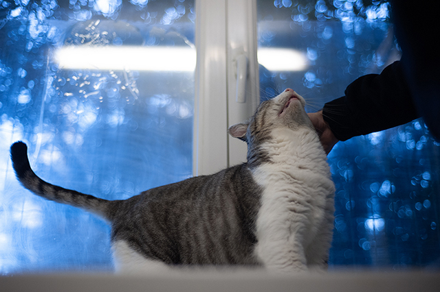 Kedi