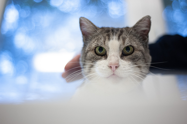 Kedi