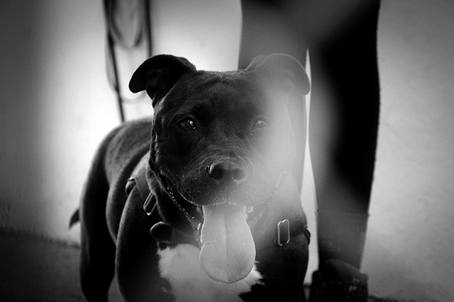 O Laika