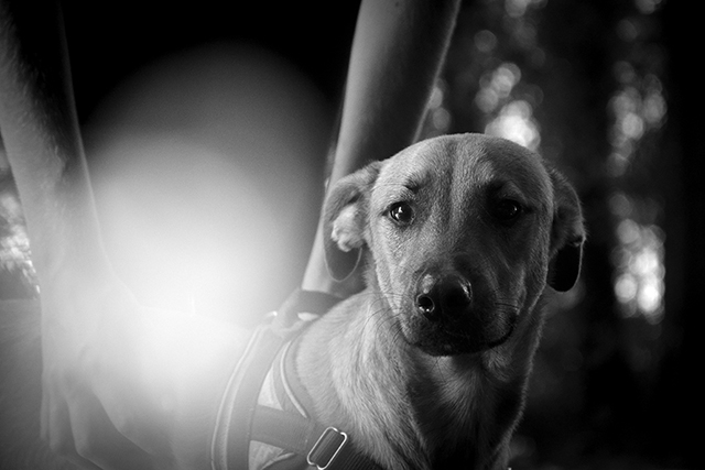 Booba