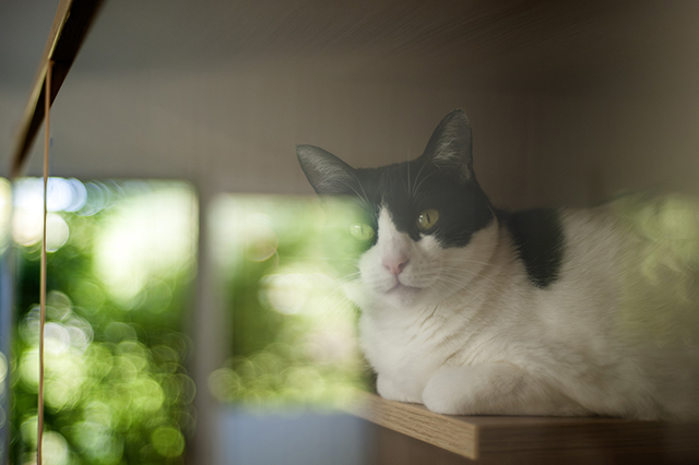 Chupa