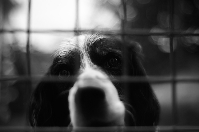 Cooper