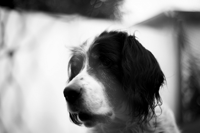 Cooper