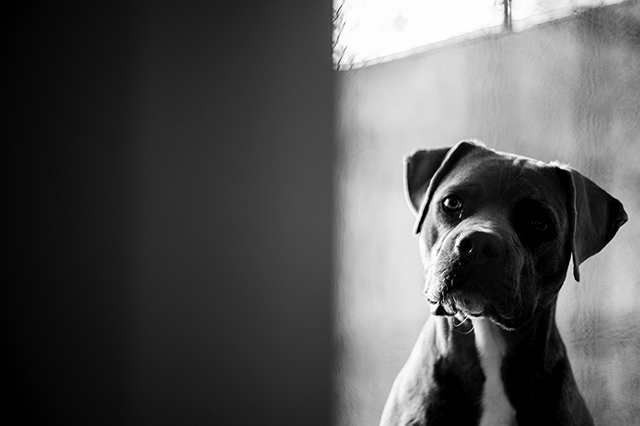 Stella