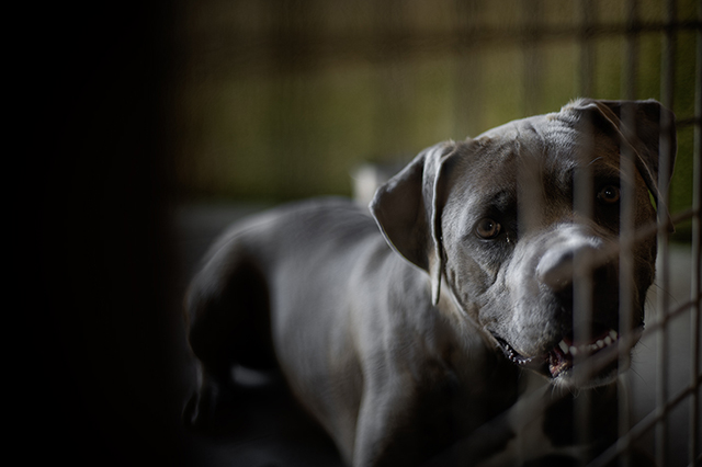 Stella