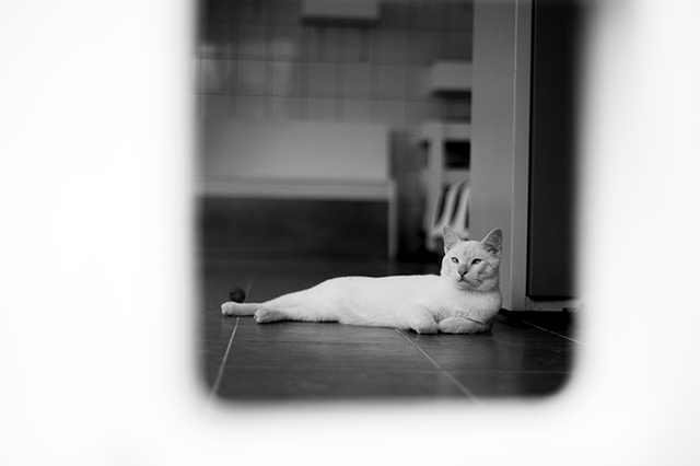 Otto