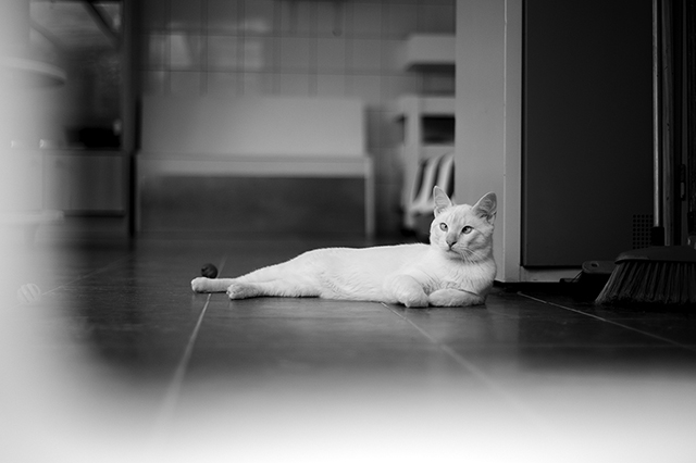 Otto