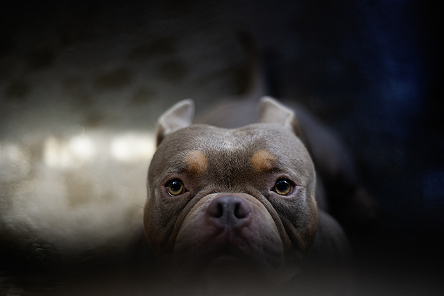 Dozer