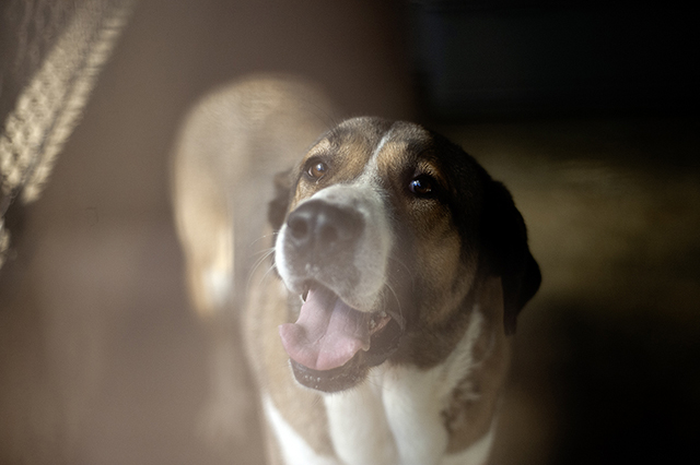 Lola