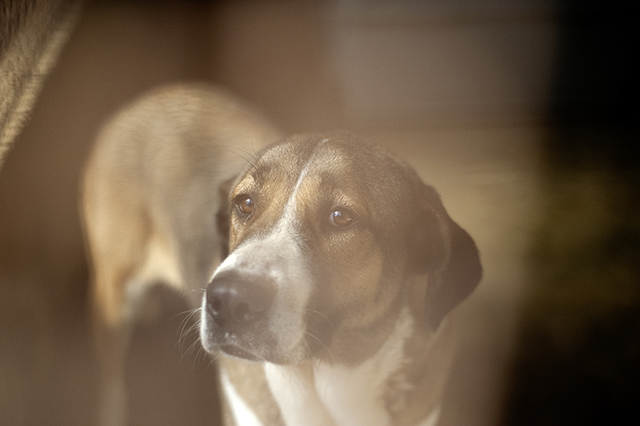Lola