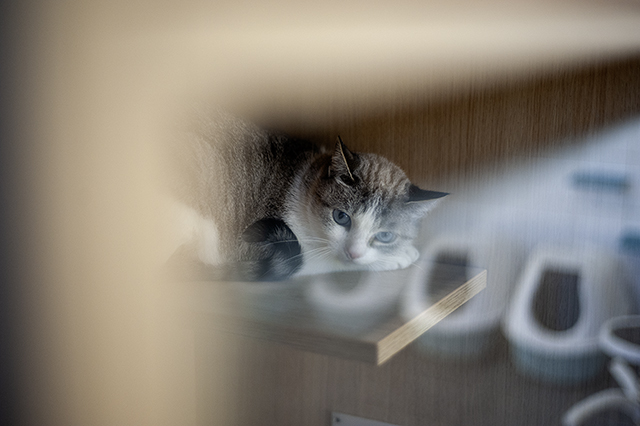 Chloé