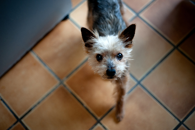 Filou
