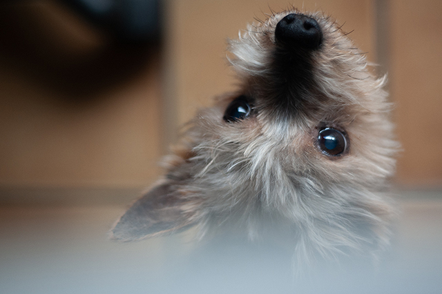 Filou