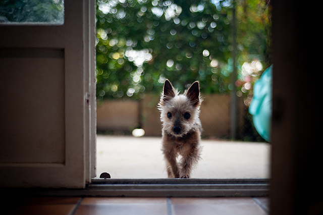 Filou
