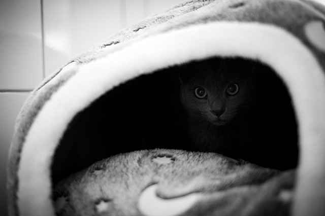 Pooky