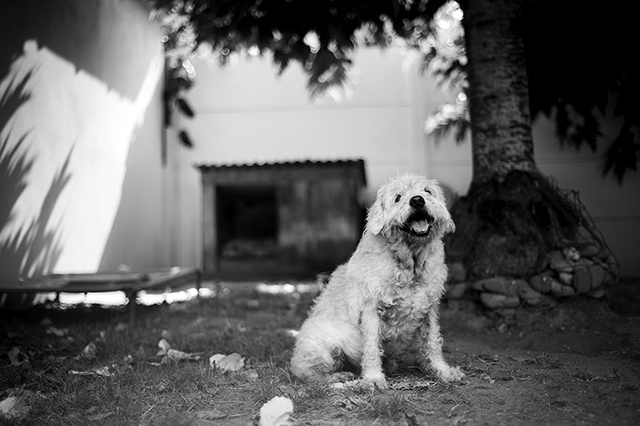Fonzy