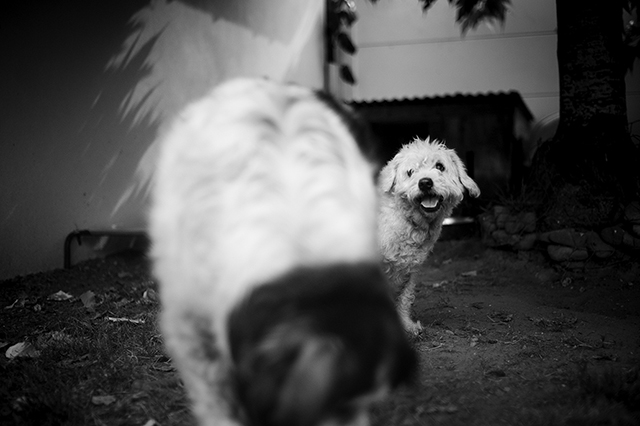Fonzy