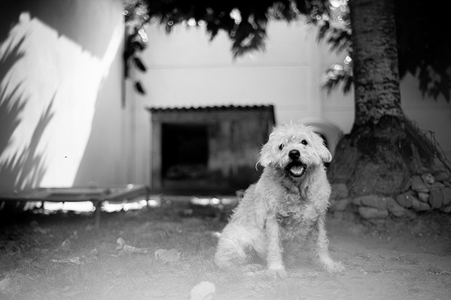 Fonzy