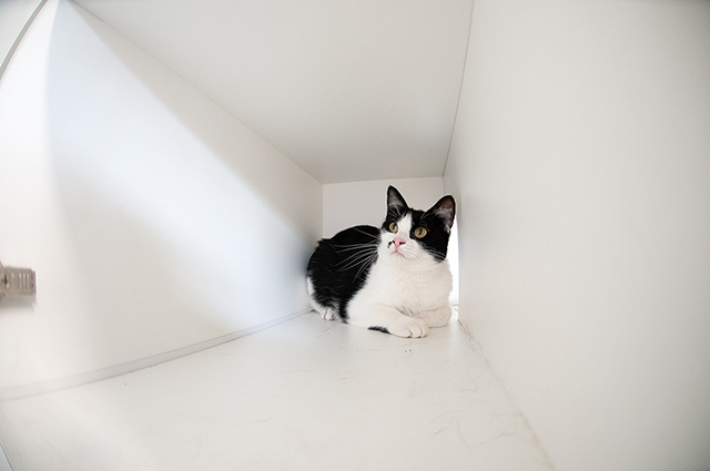 Melba