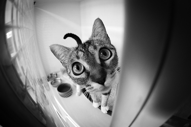 Pia