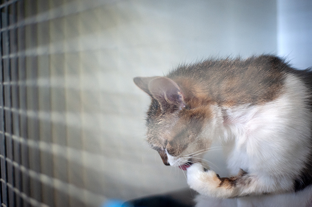 Yuna